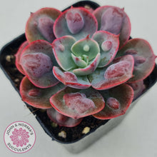Load image into Gallery viewer, Echeveria 'Rain Drops'