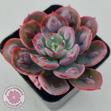 Load image into Gallery viewer, Echeveria 'Rain Drops'