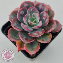 Load image into Gallery viewer, Echeveria 'Rain Drops'