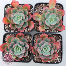 Load image into Gallery viewer, Echeveria 'Rain Drops'