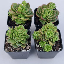 Load image into Gallery viewer, Sedeveria Rolly - John & Norma's Succulents