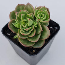 Load image into Gallery viewer, Sedeveria Rolly - John & Norma's Succulents