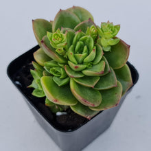 Load image into Gallery viewer, Sedeveria Rolly - John & Norma's Succulents
