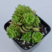 Load image into Gallery viewer, Sedeveria Rolly - John & Norma's Succulents