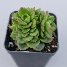 Load image into Gallery viewer, Sedeveria Rolly - John & Norma's Succulents