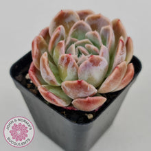 Load image into Gallery viewer, Echeveria Sarang - John & Norma's Succulents