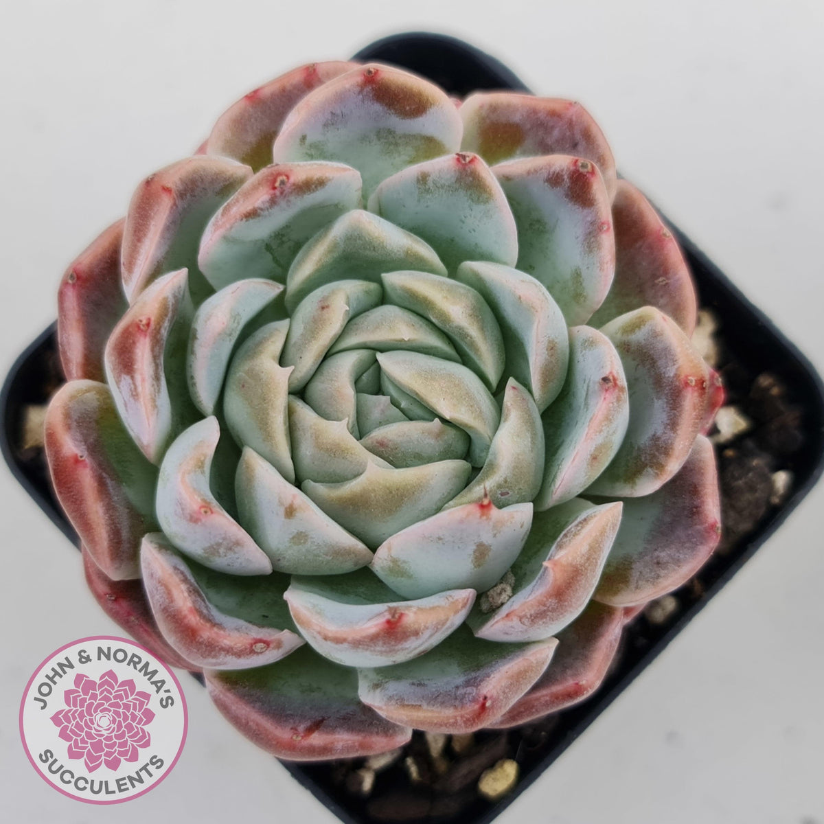 Echeveria Sarang