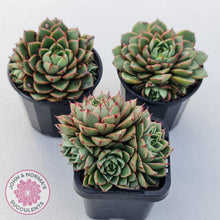 Load image into Gallery viewer, Echeveria Shamrock - John & Norma's Succulents