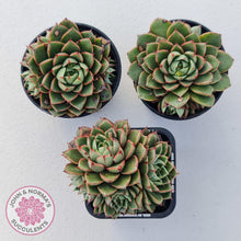 Load image into Gallery viewer, Echeveria Shamrock - John & Norma's Succulents