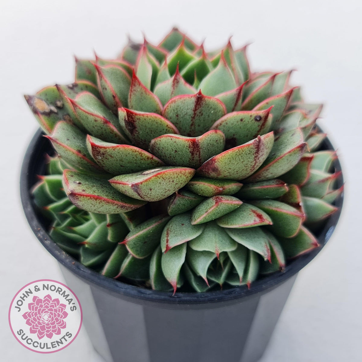 Echeveria 'Shamrock'