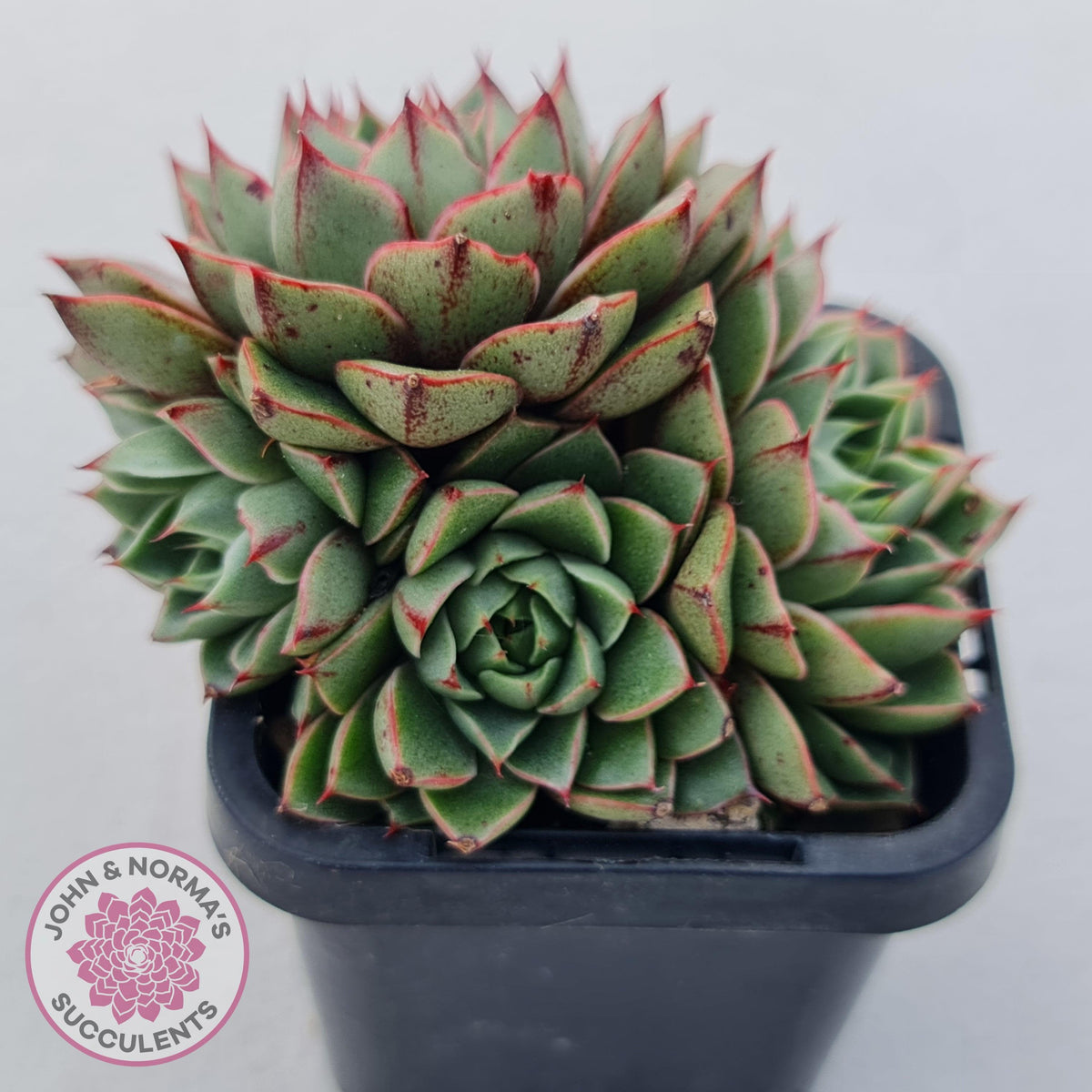 Echeveria 'Shamrock'