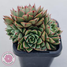 Load image into Gallery viewer, Echeveria Shamrock - John & Norma's Succulents