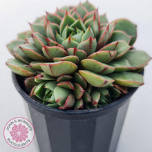 Load image into Gallery viewer, Echeveria Shamrock - John & Norma's Succulents