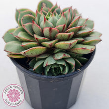 Load image into Gallery viewer, Echeveria Shamrock - John & Norma's Succulents