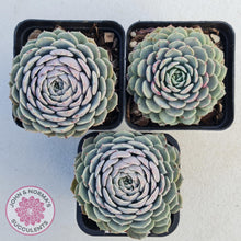 Load image into Gallery viewer, Echeveria Tuxpan - John & Norma's Succulents
