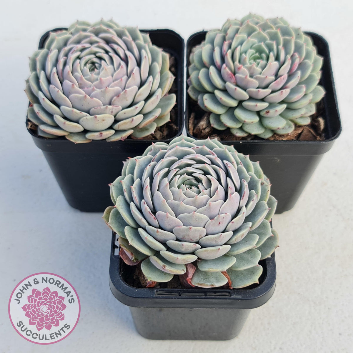 Echeveria Tuxpan
