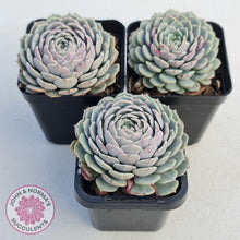 Load image into Gallery viewer, Echeveria Tuxpan - John & Norma's Succulents