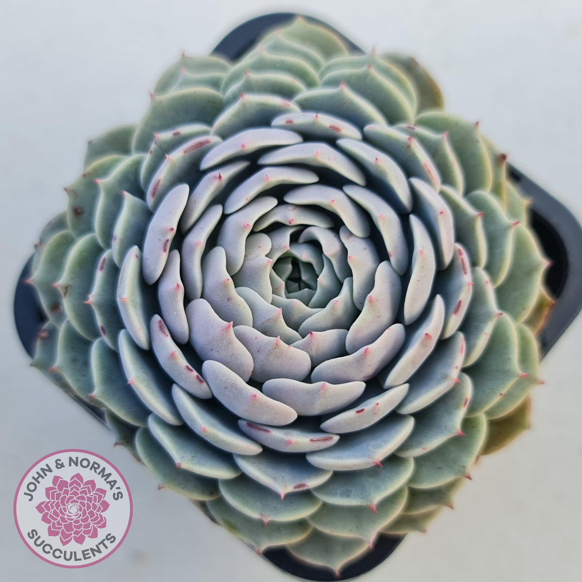Echeveria Tuxpan