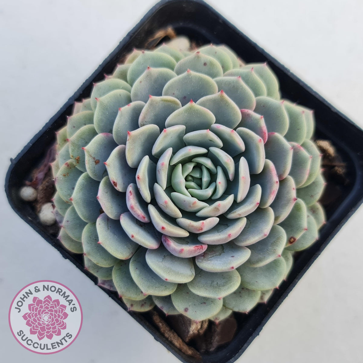 Echeveria Tuxpan