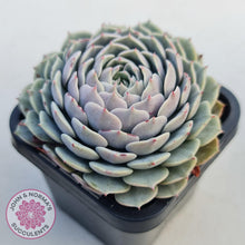 Load image into Gallery viewer, Echeveria Tuxpan - John & Norma's Succulents