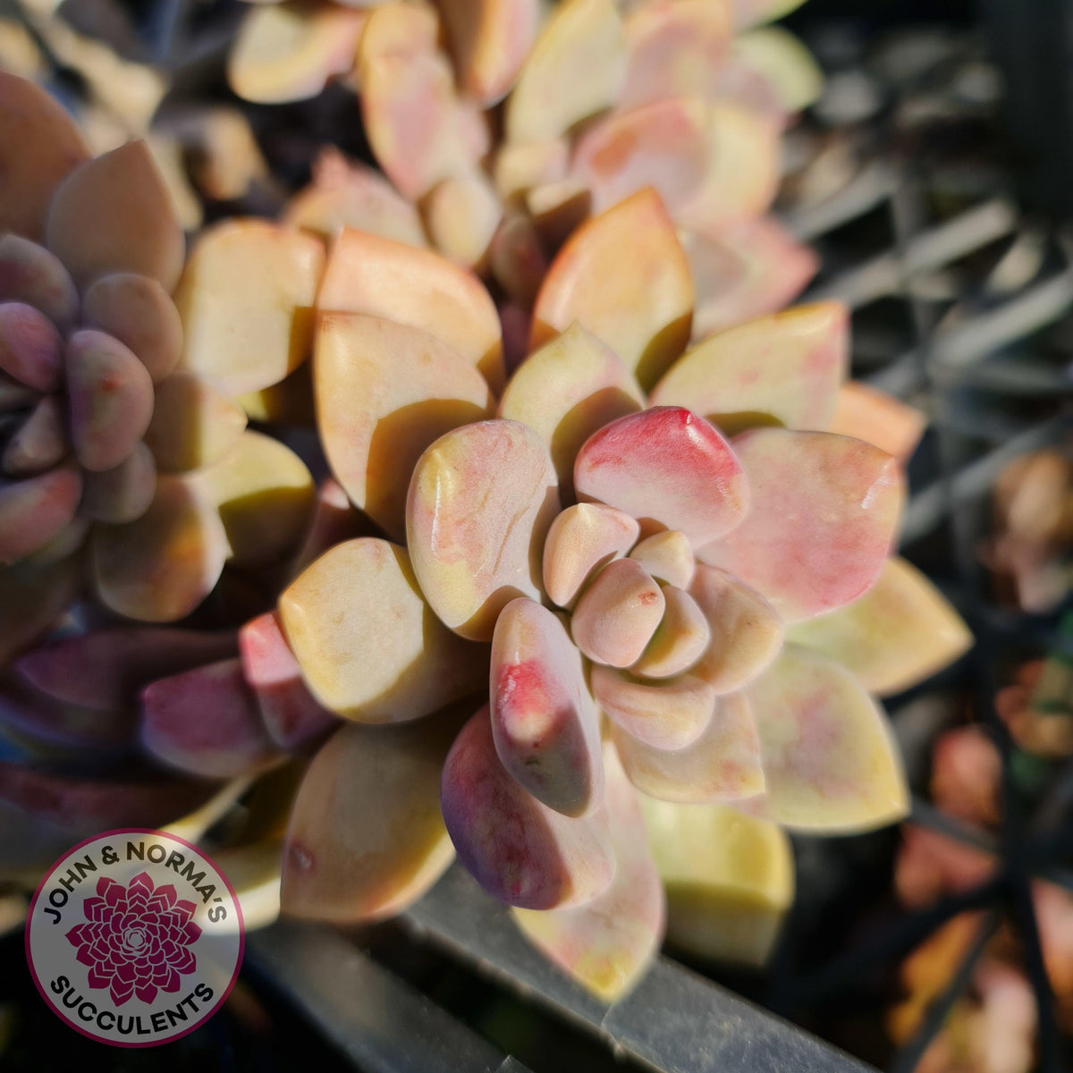 Echeveria X Lady Grey - Cutting/s
