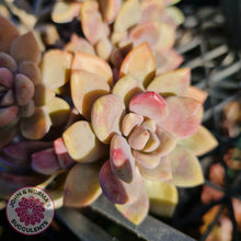Load image into Gallery viewer, Echeveria X Lady Grey - Cutting - John & Norma's Succulents