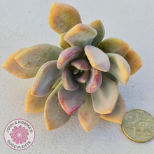 Load image into Gallery viewer, Echeveria X Lady Grey - Cutting - John & Norma's Succulents