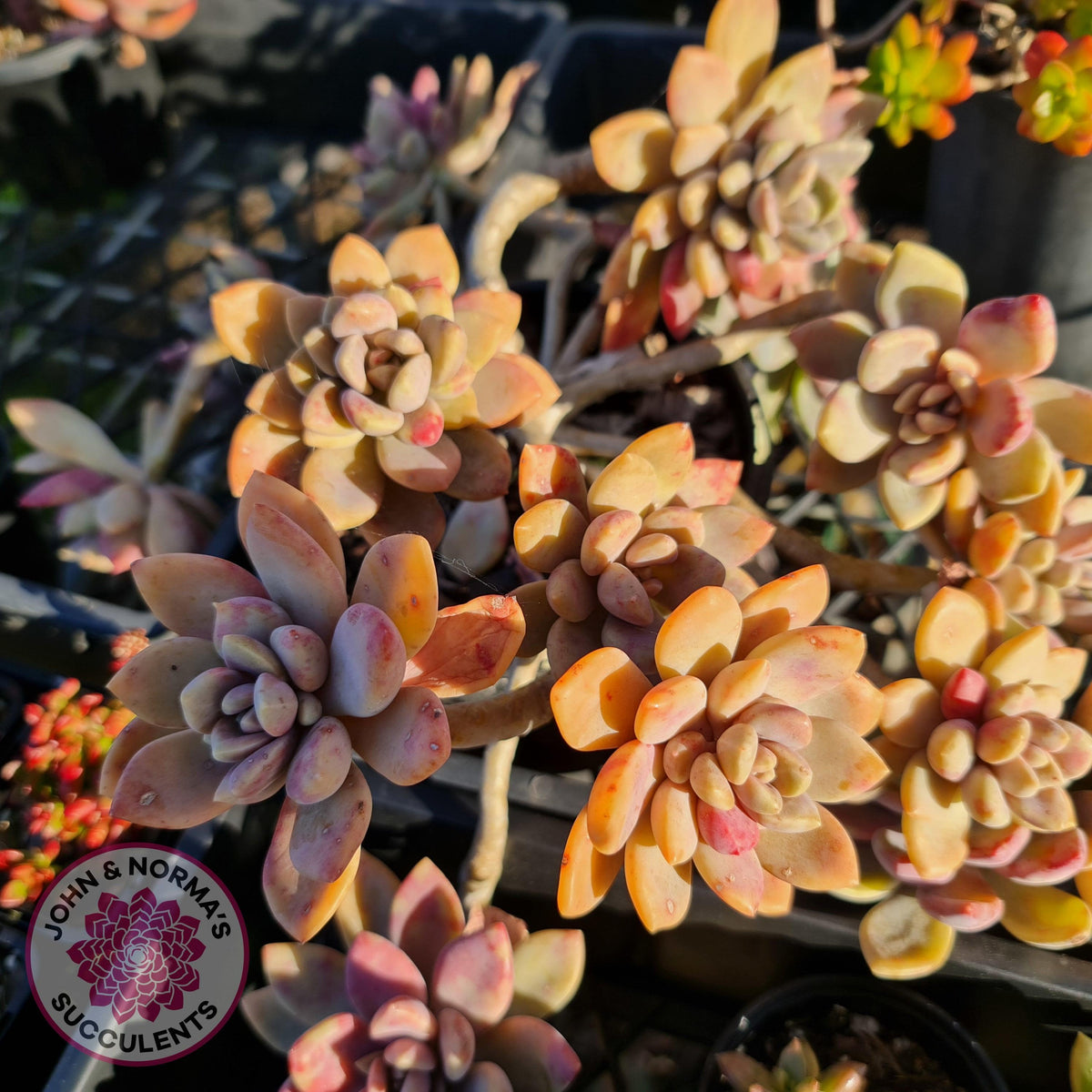 Echeveria X Lady Grey - Cutting/s
