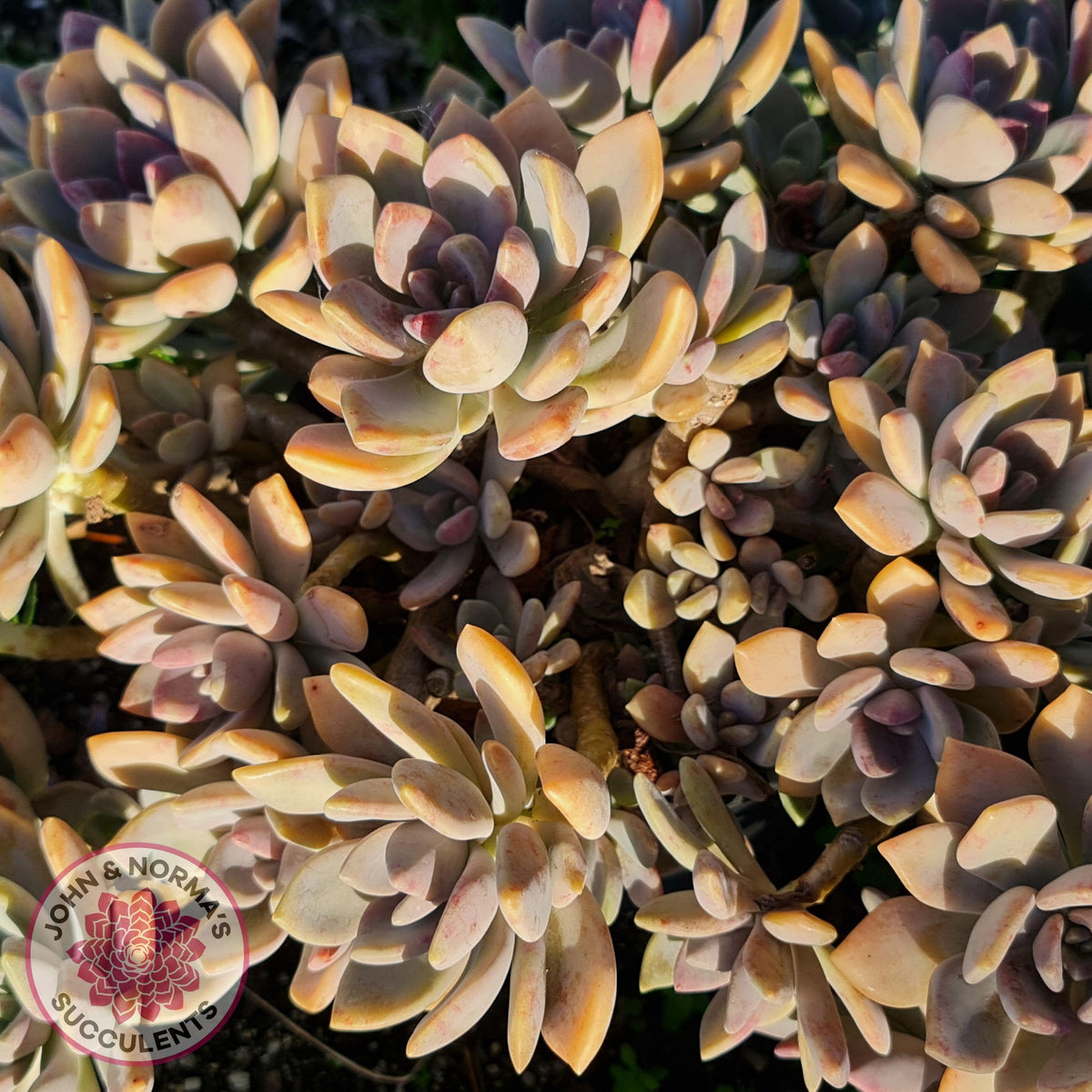 Echeveria X Lady Grey - Cutting/s