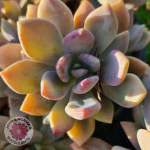 Load image into Gallery viewer, Echeveria X Lady Grey - Cutting - John & Norma's Succulents