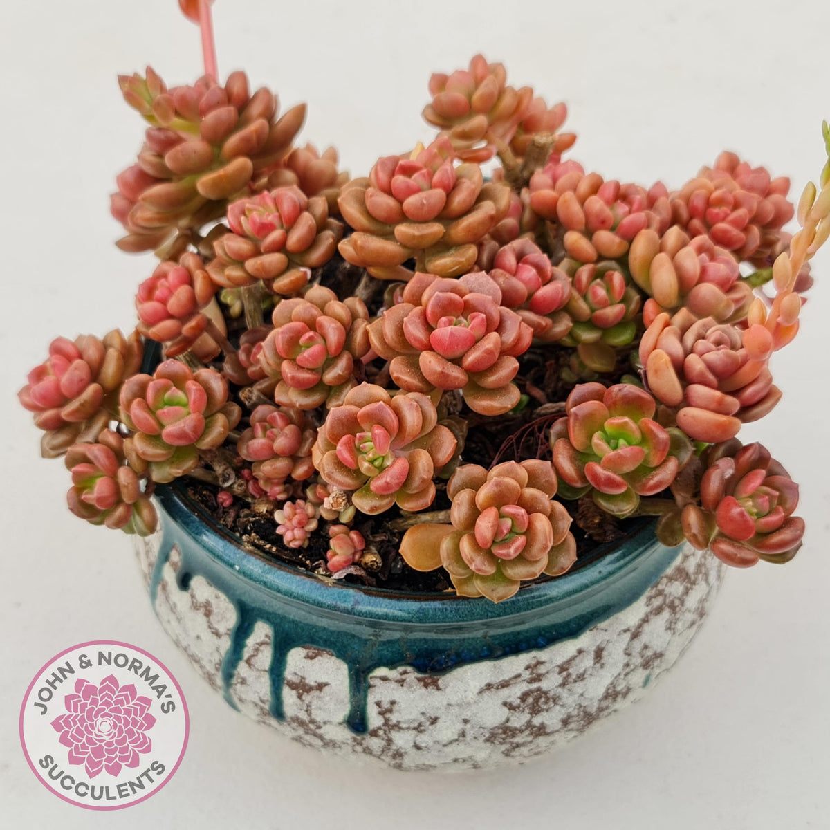 Graptosedum 'Nova'
