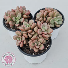 Load image into Gallery viewer, Graptoveria 'avant-garde' - John & Norma's Succulents