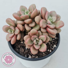 Load image into Gallery viewer, Graptoveria 'avant-garde' - John & Norma's Succulents
