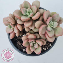 Load image into Gallery viewer, Graptoveria 'avant-garde' - John & Norma's Succulents