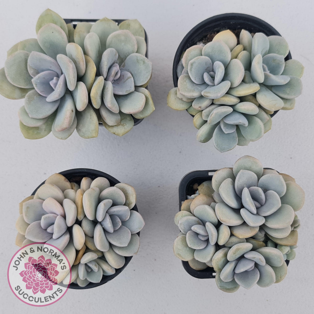 Graptoveria Margaret Rose