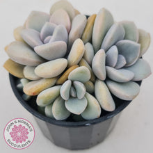 Load image into Gallery viewer, Graptoveria Margaret Rose - John & Norma's Succulents