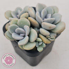 Load image into Gallery viewer, Graptoveria Margaret Rose - John & Norma's Succulents