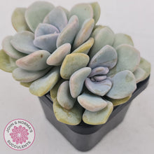Load image into Gallery viewer, Graptoveria Margaret Rose - John & Norma's Succulents