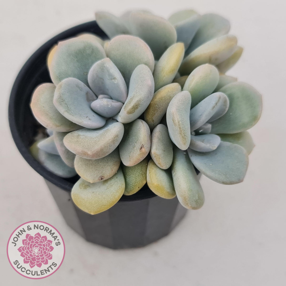 Graptoveria Margaret Rose
