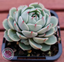 Load image into Gallery viewer, Echeveria Ben Badis - John & Norma's Succulents