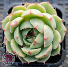 Load image into Gallery viewer, Echeveria Ben Badis - John & Norma's Succulents