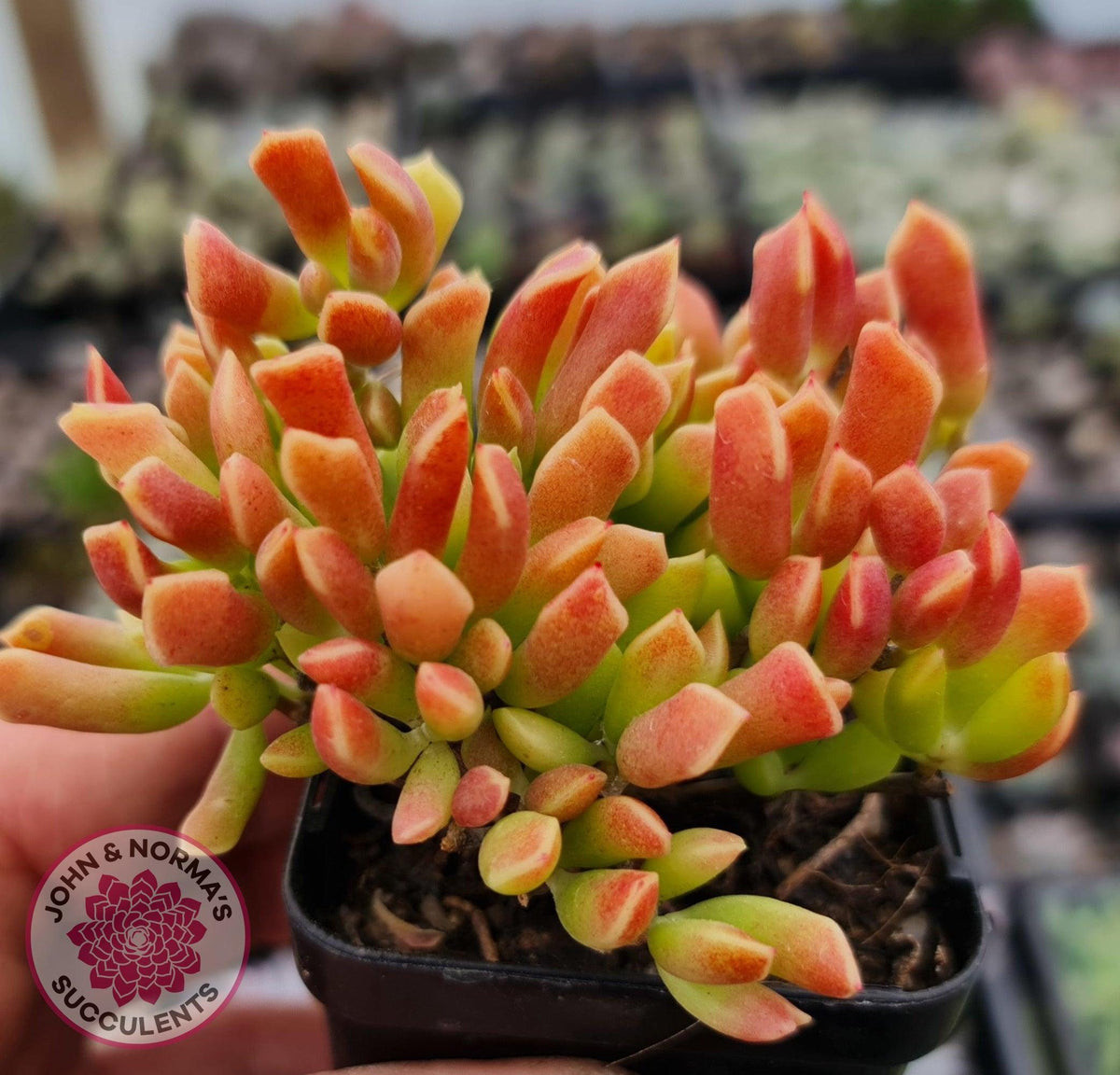 Cotyledon Papillaris 'String Form'