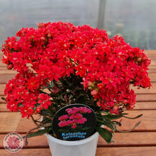 Load image into Gallery viewer, Kalanchoe Tarantula - John & Norma's Succulents