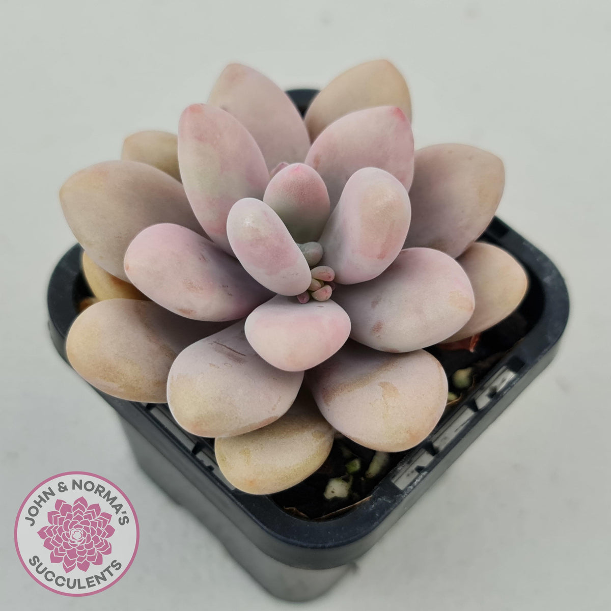 Lavender Pebbles dwarf form aka 'Candy'