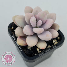 Load image into Gallery viewer, Lavender Pebbles dwarf form - John & Norma's Succulents