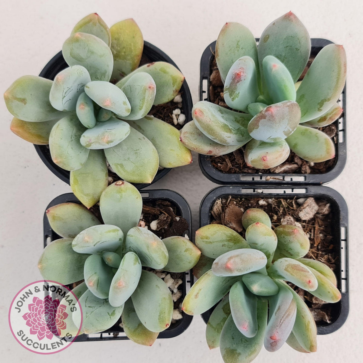 Pachyphytum garciae 'Green Apple'