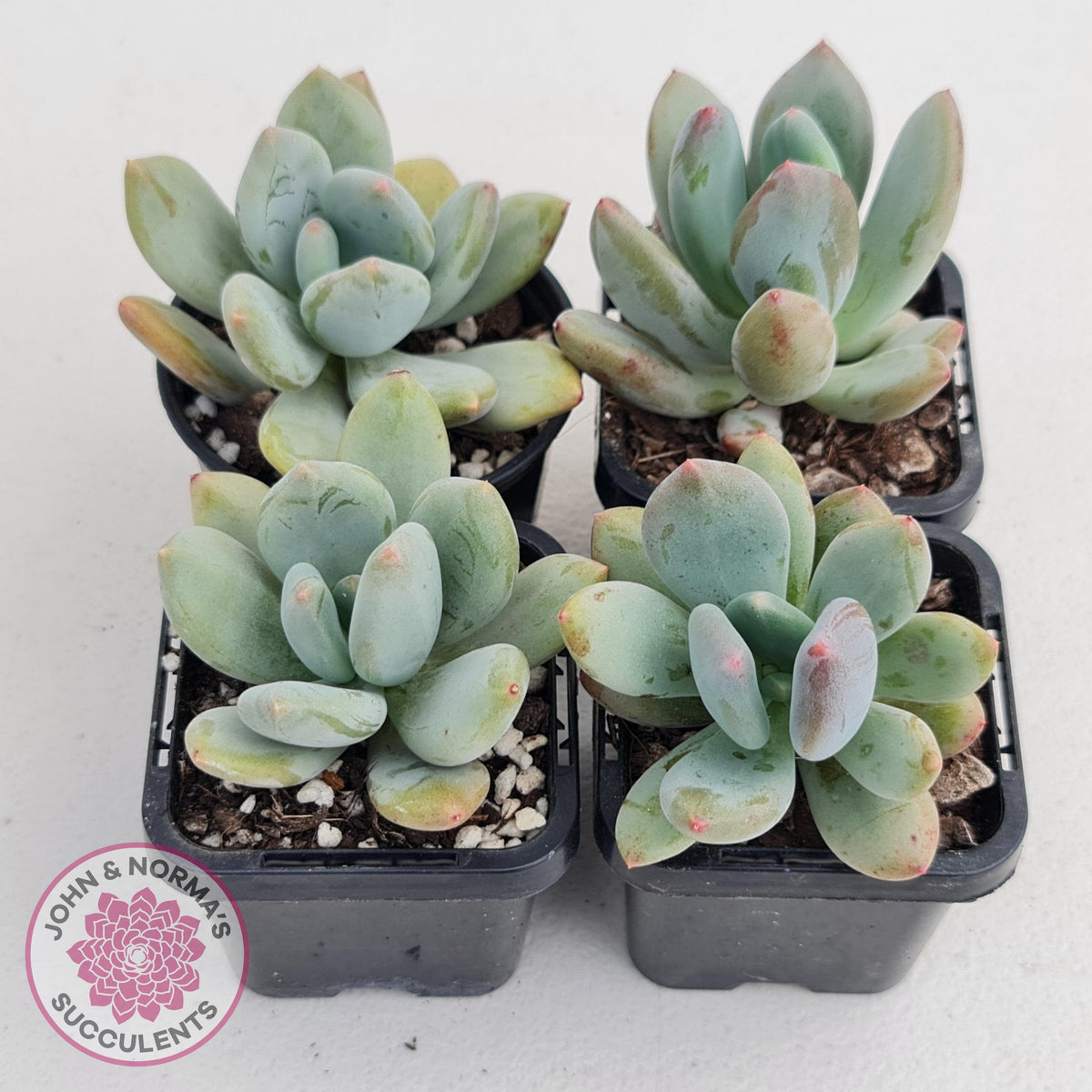 Pachyphytum garciae 'Green Apple'