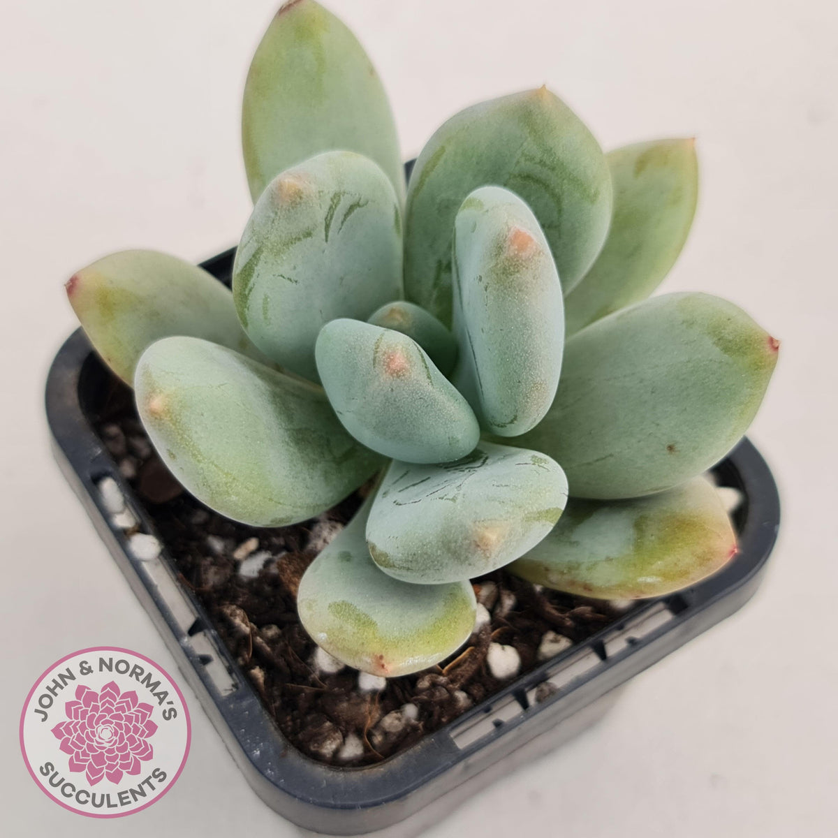 Pachyphytum garciae 'Green Apple'