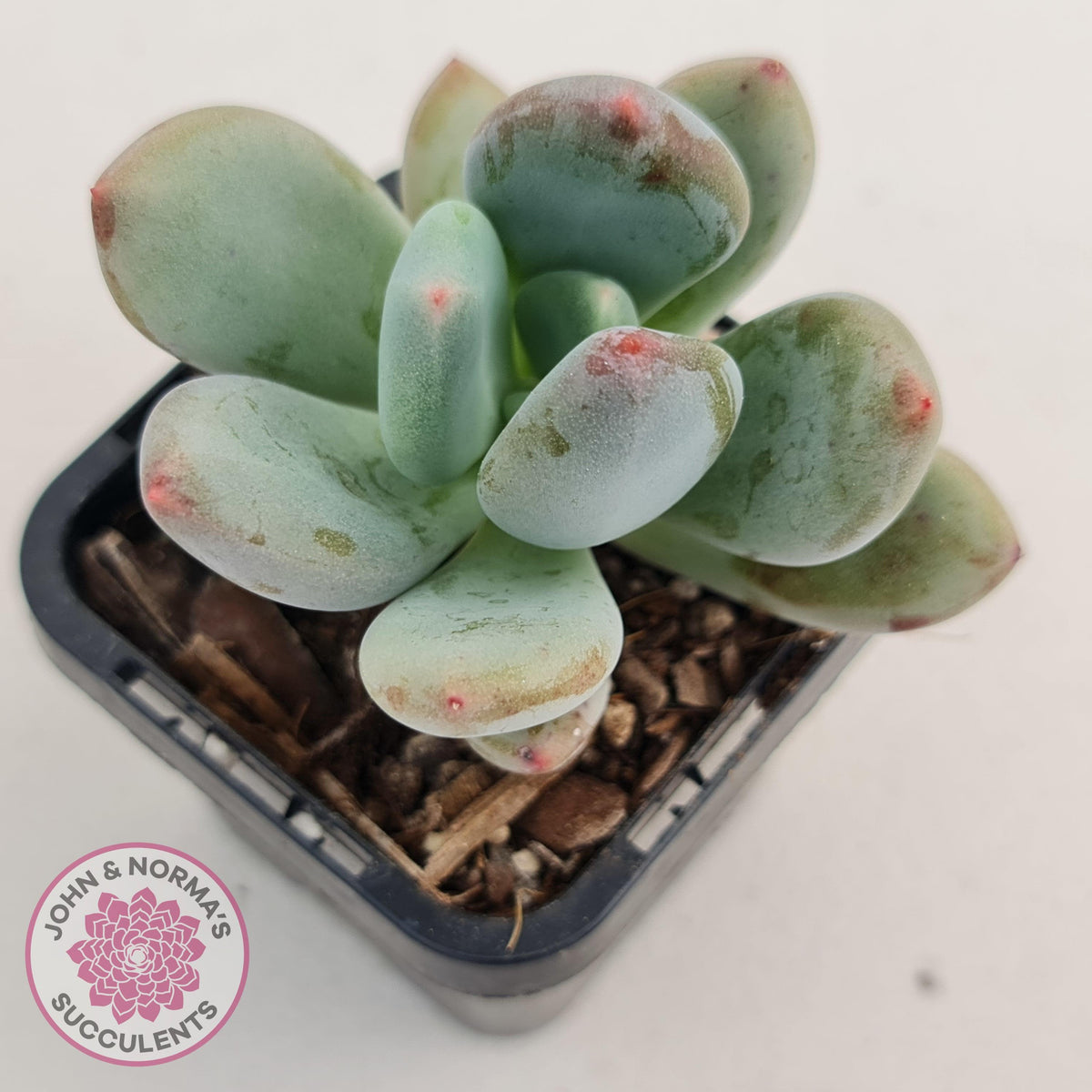 Pachyphytum garciae 'Green Apple'