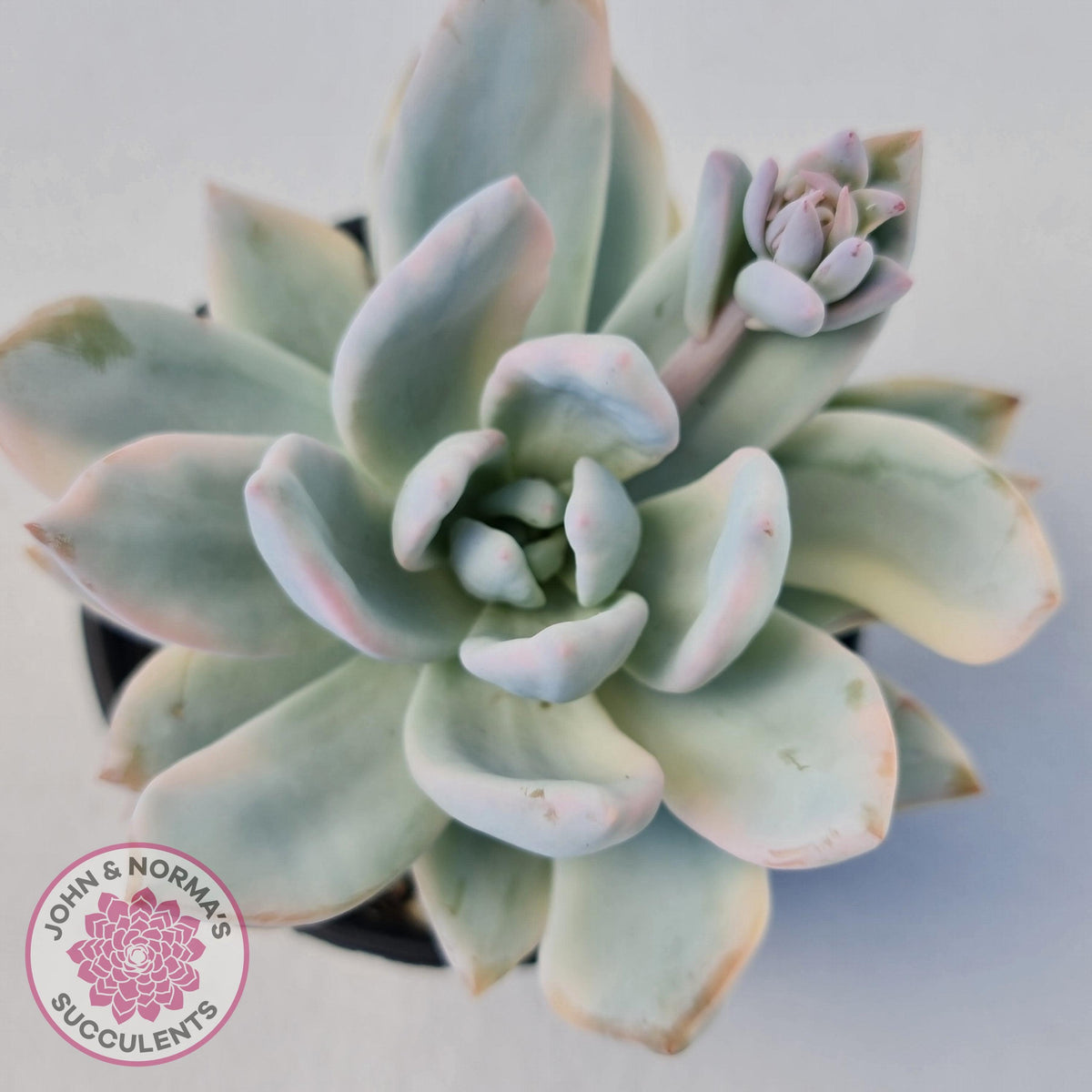 Pachyveria Exotica 'Powder Puff' variegata